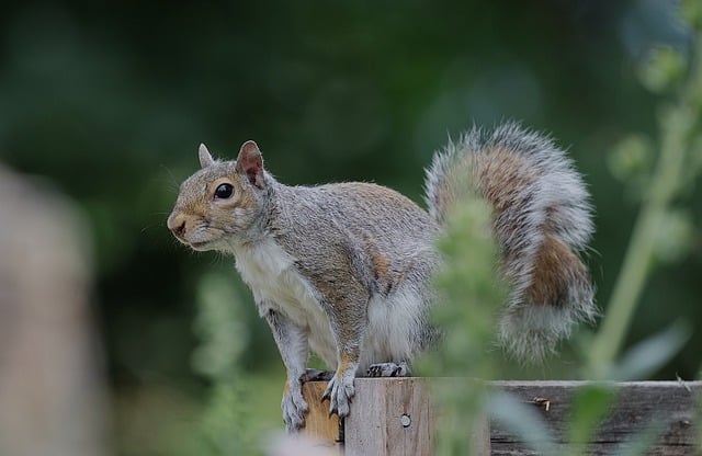 Free download squirrel rodent animal mammal free picture to be edited with GIMP free online image editor