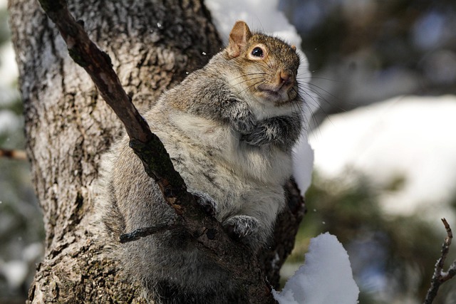 Free download squirrel rodent animal nature free picture to be edited with GIMP free online image editor