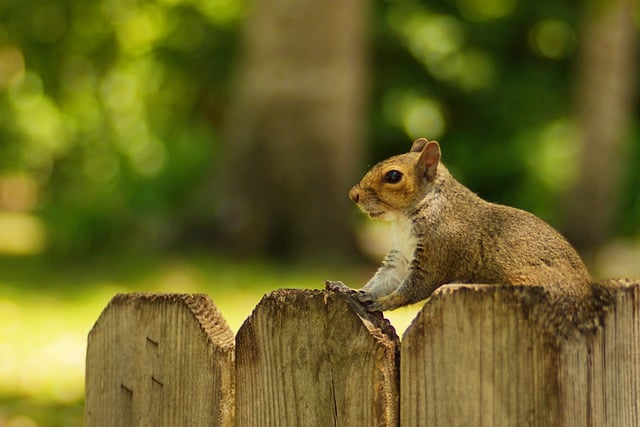 Free download squirrel rodent animal park free picture to be edited with GIMP free online image editor