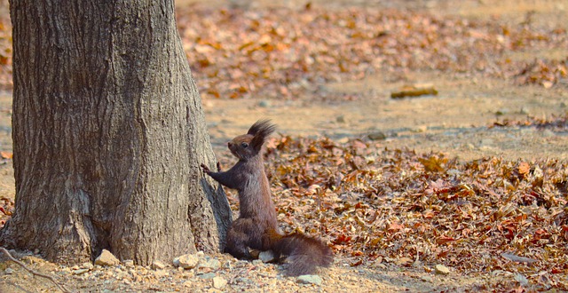 Free download squirrel rodent animal trees free picture to be edited with GIMP free online image editor