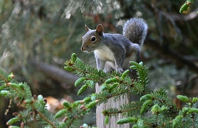 Free download squirrel rodent animal wildlife free picture to be edited with GIMP free online image editor