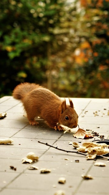 Free download squirrel rodent baby animal mammal free picture to be edited with GIMP free online image editor