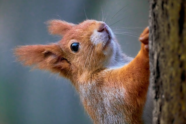 Free download squirrel rodent climb fur animal free picture to be edited with GIMP free online image editor
