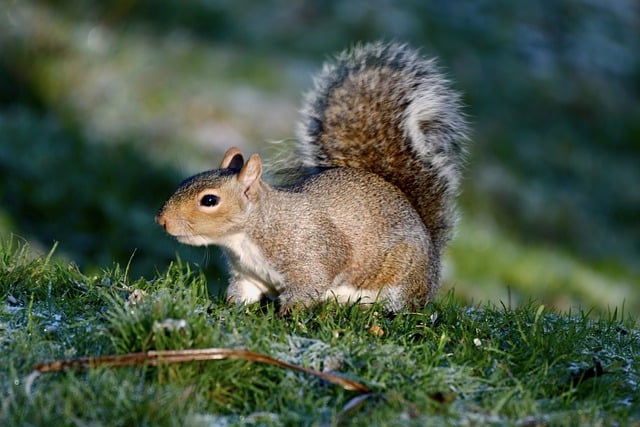 Free download squirrel rodent cute nature free picture to be edited with GIMP free online image editor