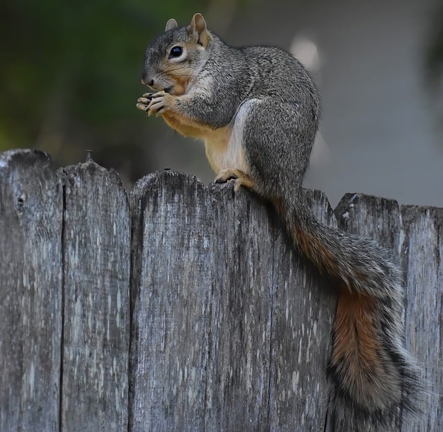 Free download squirrel rodent eating animal free picture to be edited with GIMP free online image editor