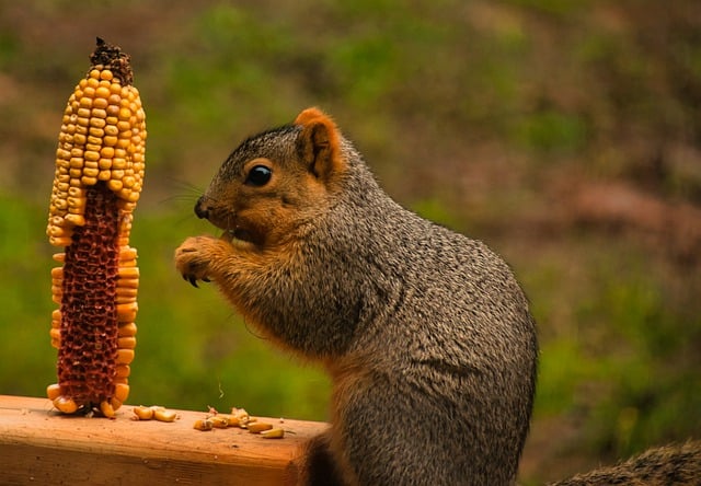 免费下载 squirrel rodent feeder backyard free picture to be edited with GIMP 免费在线图像编辑器