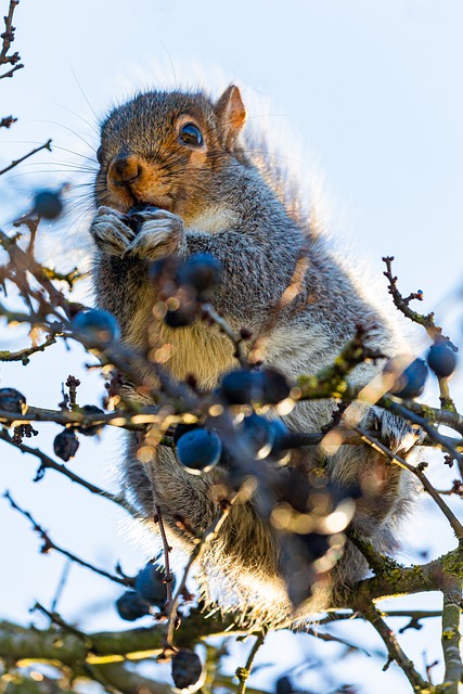 Free graphic squirrel rodent feeding sloes to be edited by GIMP free image editor by OffiDocs