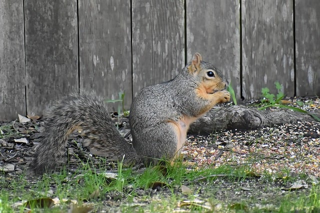 Free download squirrel rodent foraging eating free picture to be edited with GIMP free online image editor