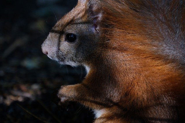 Bezpłatne pobieranie Squirrel Rodent Mammal - darmowe zdjęcie lub obraz do edycji za pomocą internetowego edytora obrazów GIMP