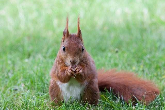 Free download squirrel rodent mammal close up free picture to be edited with GIMP free online image editor