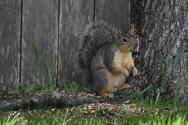 Free download squirrel rodent mammal foraging free picture to be edited with GIMP free online image editor