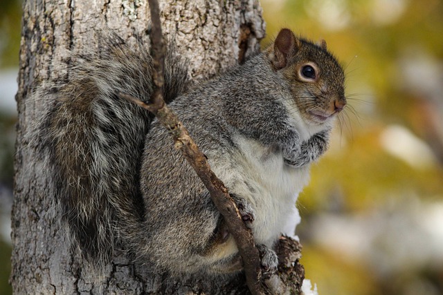 Free download squirrel rodent nature animal free picture to be edited with GIMP free online image editor
