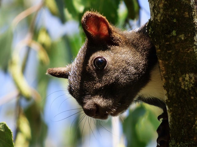 Free download squirrel rodent nature wildlife free picture to be edited with GIMP free online image editor