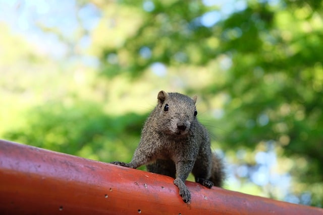 Free download squirrel rodents mammal free picture to be edited with GIMP free online image editor