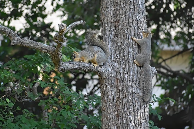 Free download squirrel rodent trees wildlife free picture to be edited with GIMP free online image editor