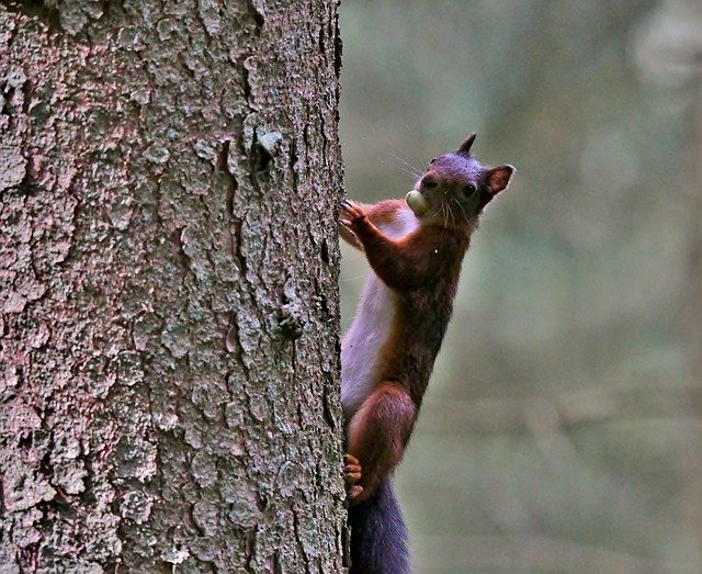 Gratis download Squirrel Rodent Tree Trunk - gratis foto of afbeelding om te bewerken met GIMP online afbeeldingseditor