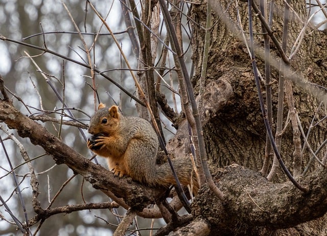 Free download squirrel rodent walnut tree animal free picture to be edited with GIMP free online image editor
