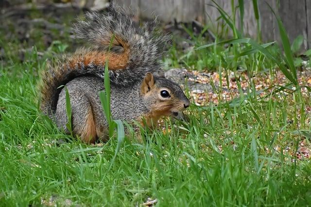 Free download squirrel rodent wildlife animal free picture to be edited with GIMP free online image editor