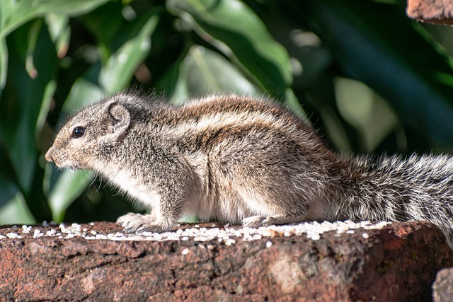 Free download squirrel rodent wildlife forest free picture to be edited with GIMP free online image editor