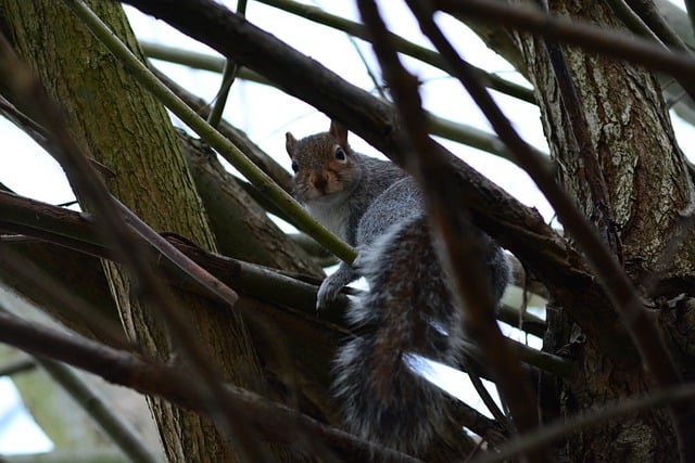Free download squirrel rodent wildlife nature free picture to be edited with GIMP free online image editor