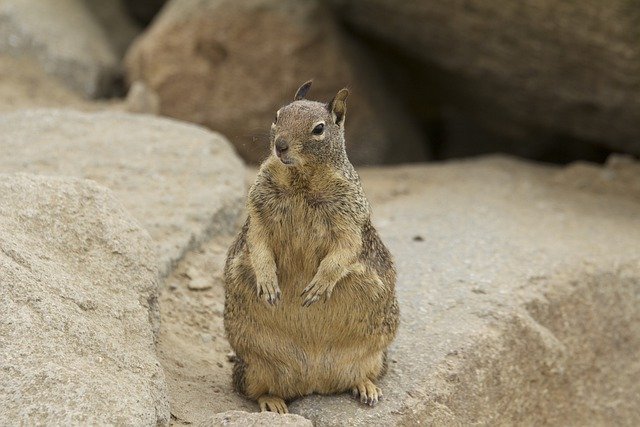 Free download squirrel rodent wildlife zoo free picture to be edited with GIMP free online image editor