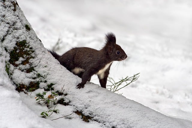 Free download squirrel rodent winter snow animal free picture to be edited with GIMP free online image editor