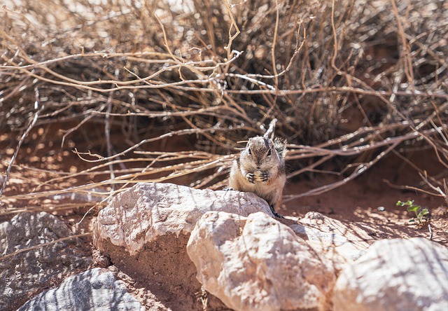 Free download squirrel sand rock chewing eating free picture to be edited with GIMP free online image editor