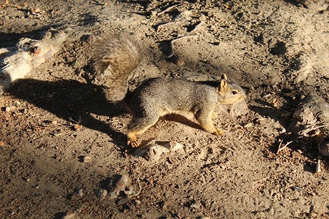 Free picture Squirrel Scenic Nature -  to be edited by GIMP free image editor by OffiDocs