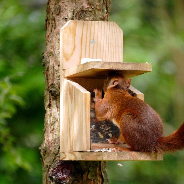 Скачать бесплатно Squirrel Sciurus Vulgaris Mammal - бесплатное фото или изображение для редактирования с помощью онлайн-редактора изображений GIMP