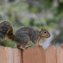 Squirrels climb the fence  screen for extension Chrome web store in OffiDocs Chromium