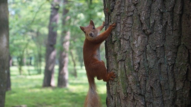 Muat turun percuma Squirrel Small Animal - foto atau gambar percuma untuk diedit dengan editor imej dalam talian GIMP