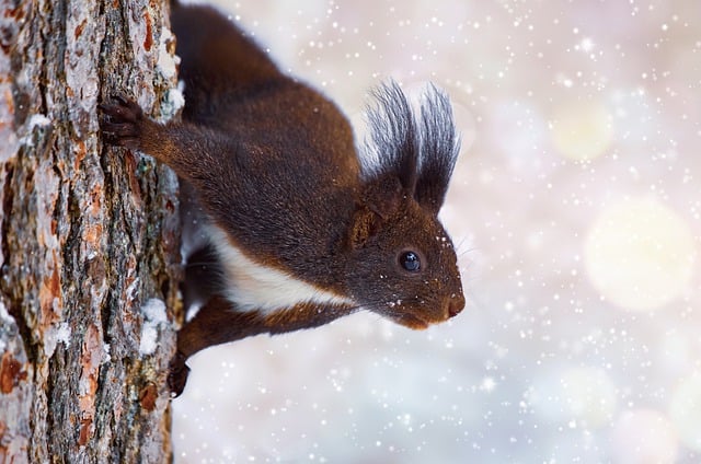Free download squirrel snow tree winter rodent free picture to be edited with GIMP free online image editor