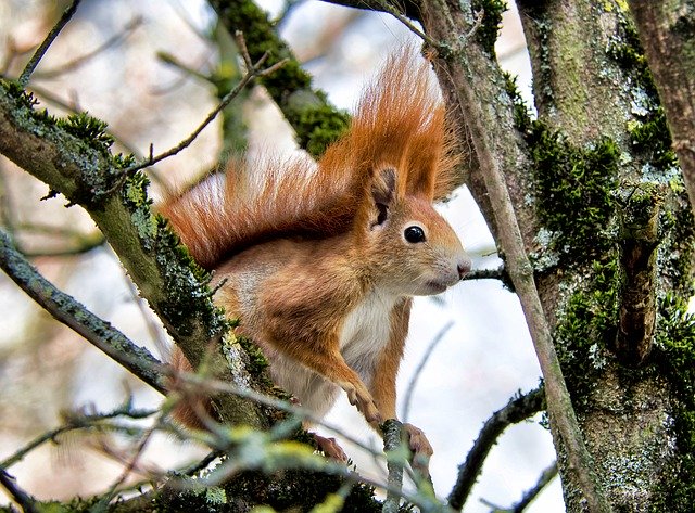 Free download Squirrel Spring Rodent -  free photo or picture to be edited with GIMP online image editor