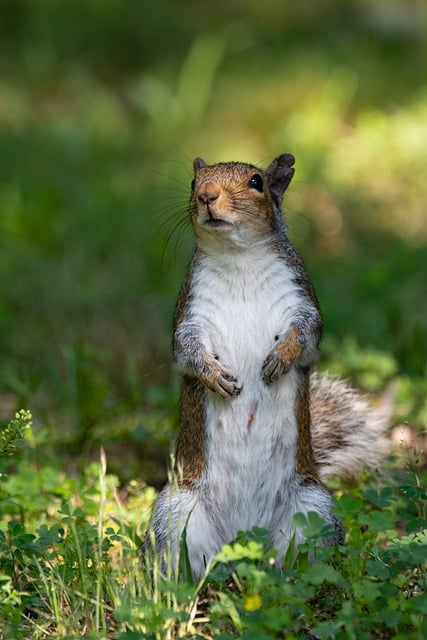 Free download squirrel standing tall ground free picture to be edited with GIMP free online image editor