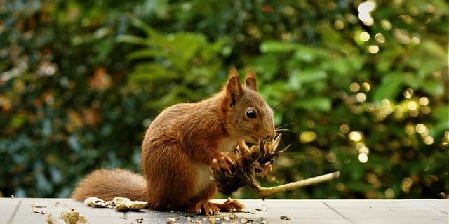 Free download squirrel sunflower rodent free picture to be edited with GIMP free online image editor