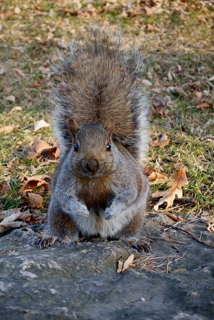 Libreng pag-download ng squirrel tail squirrel na kumakain ng libreng larawan na ie-edit gamit ang GIMP na libreng online na editor ng imahe