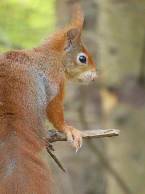 Free download Squirrel Tail Woods -  free photo or picture to be edited with GIMP online image editor