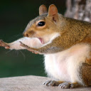 Squirrel: The Agile and Playful Tree Acrobat  screen for extension Chrome web store in OffiDocs Chromium