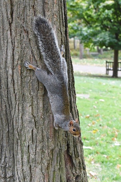 Free download Squirrel Tree Animals -  free photo or picture to be edited with GIMP online image editor