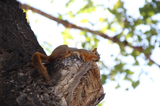 Download gratuito Squirrel Tree Furry: foto o immagine gratuita da modificare con l'editor di immagini online GIMP