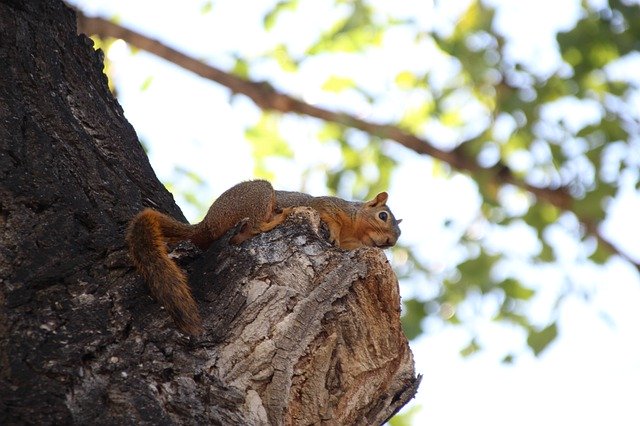 Free download Squirrel Tree Furry -  free photo or picture to be edited with GIMP online image editor