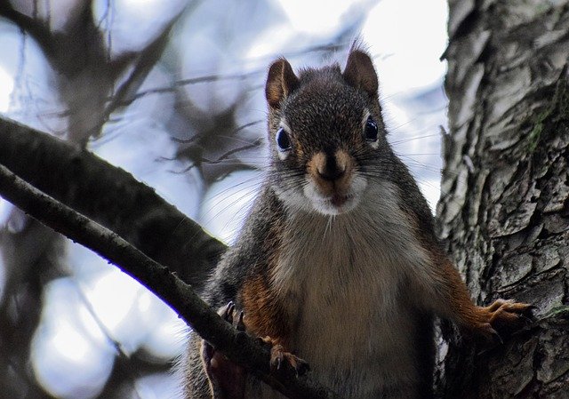 Descărcare gratuită Squirrel Tree Nature - fotografie sau imagini gratuite pentru a fi editate cu editorul de imagini online GIMP