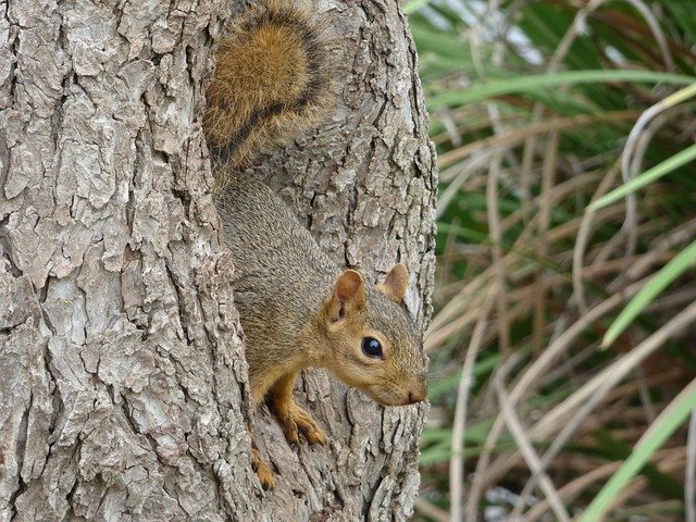 Free download Squirrel Tree Park -  free photo or picture to be edited with GIMP online image editor