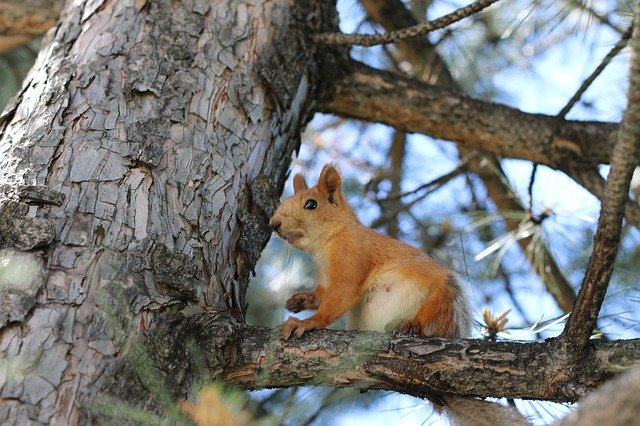 Free download Squirrel Tree Rodent -  free photo or picture to be edited with GIMP online image editor