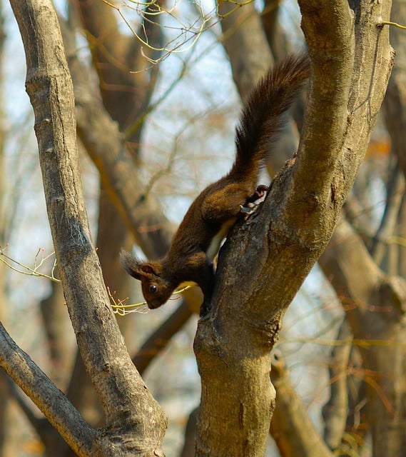 Free download squirrel trees rodent wildlife free picture to be edited with GIMP free online image editor