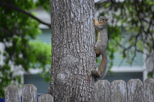 Free download squirrel tree wildlife rodent free picture to be edited with GIMP free online image editor