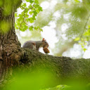 Squirrel undressing on a tree  screen for extension Chrome web store in OffiDocs Chromium