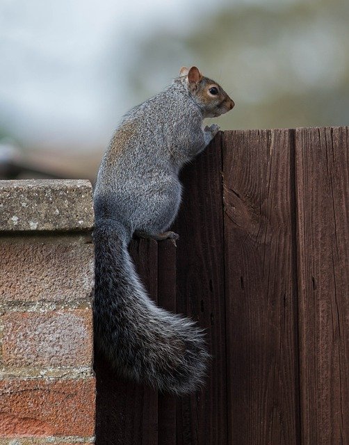 Free download Squirrel Wall Fence -  free photo or picture to be edited with GIMP online image editor