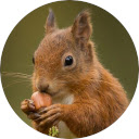 Squirrel Wallpaper  screen for extension Chrome web store in OffiDocs Chromium