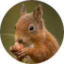 Squirrel Wallpaper New Tab  screen for extension Chrome web store in OffiDocs Chromium